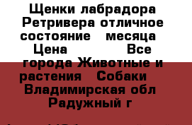 Щенки лабрадора Ретривера отличное состояние 2 месяца › Цена ­ 30 000 - Все города Животные и растения » Собаки   . Владимирская обл.,Радужный г.